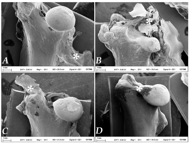 Effects of different traditional methods of cleaning skeletal material ...
